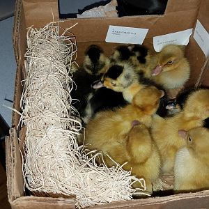 The second duckling shipment has arrived!