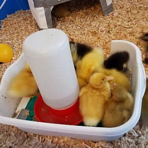 Super thirsty ducklings!