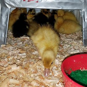 14 ducklings in the heat cave