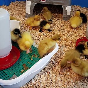 The second duckling shipment has arrived.
