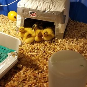 Happy Ducklings