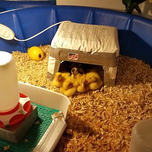 Happy Ducklings