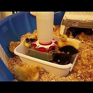 Raised duckling waterer with restricted access