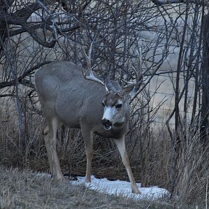 Deer_X2037713_02-03-2019-001