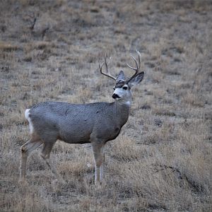 Deer_X2037729_02-03-2019-001