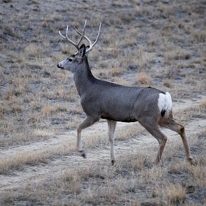 Deer_X2037733_02-03-2019-001