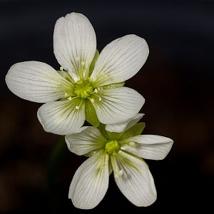 Venus_fly_trap_blossoms_U2014074_02-01-2019-001