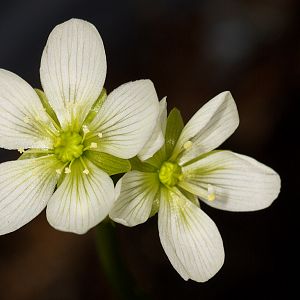 Venus_fly_trap_blossoms_U2014077_02-01-2019-001