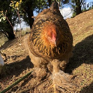 Golden Brahmas