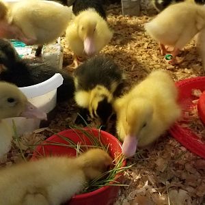 Fodder Feeding Frenzy (3)