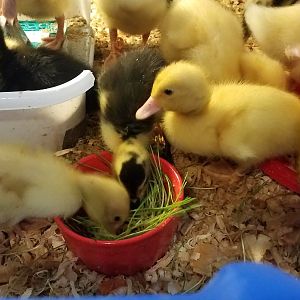 Fodder Feeding Frenzy (4)