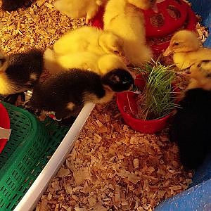 Duckling Fodder Feeding Frenzy
