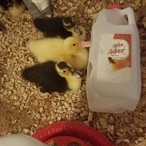 Three drunken ducklings occupying the bar…
