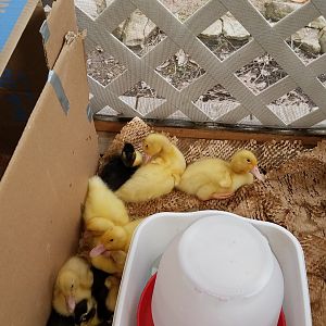 14 Ducklings in a box outside