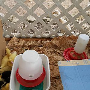14 Ducklings in a box outside