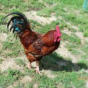 Caesar The Rhode Island Red Rooster