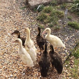 Duck photoshoot