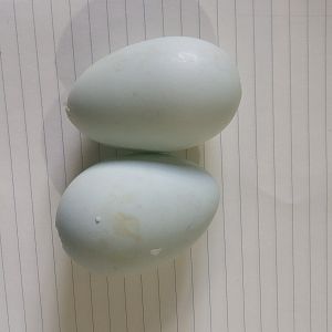 Araucanas Eggs!