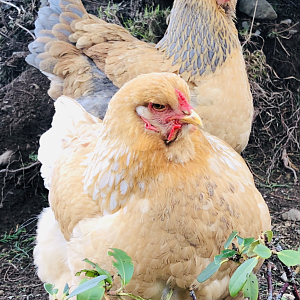 Fluffy (lemon Pyle) and Isabella (blue buff columbian) Brahmas