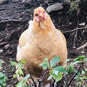 Fluffy the lemon Pyle Brahma