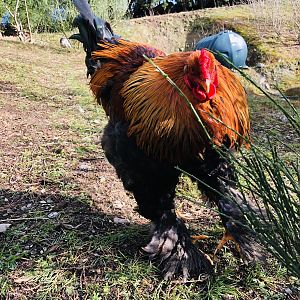 Prince the Golden Brahma Cockerel