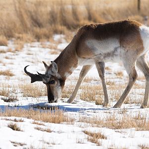 Antelope_X2107765_02-10-2019-001