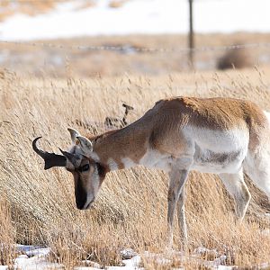 Antelope_X2107786_02-10-2019-001