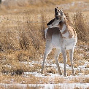 Antelope_X2107787_02-10-2019-001