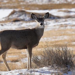 Deer_X2097760_02-09-2019-001