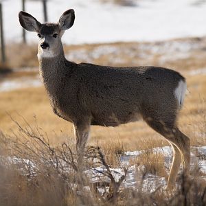 Deer_X2097757_02-09-2019-001