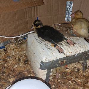 One relaxed duckling