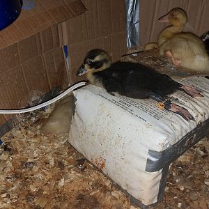 One relaxed duckling