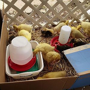 Another patio day for the ducklings