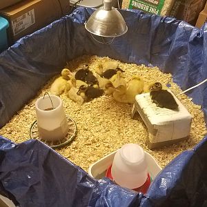 Happy ducklings in the self made brooder