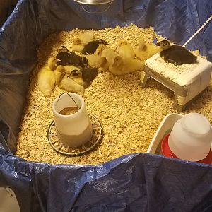 Happy ducklings in the self made brooder