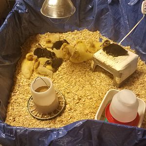 Happy ducklings in the self made brooder