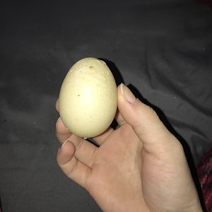 Gil's First Egg! 2/1/19