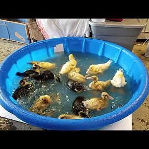 The ducklings first bath