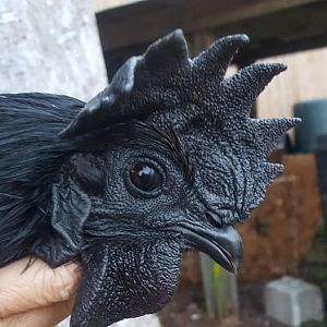 10 month old Ayam Cemani Cock