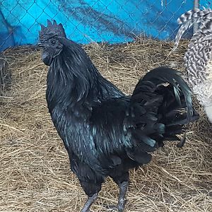 10 month old Ayam Cemani Cock