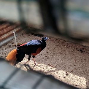 Male Crested Fireback