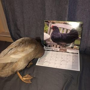 Gil loves her calendar