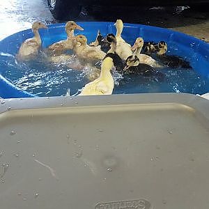 Ducklings second bath
