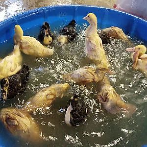 Closeup of ducklings bathing