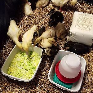 Ducklings having a salad after their bath