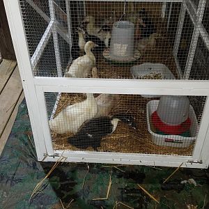 The not so little Ducklings in their new outside home