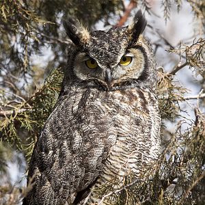 Great_horned_owl_X2287829_02-28-2019-001