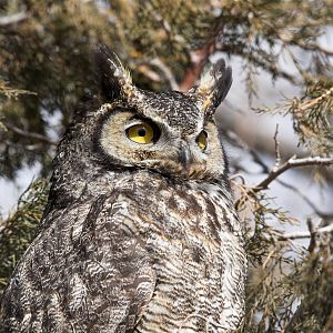 Great_horned_owl_X2287835_02-28-2019-001