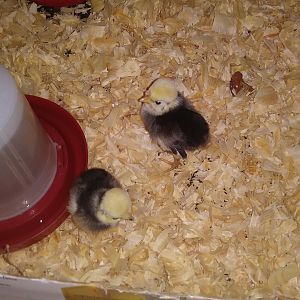 03-01-19 - New Girls 1