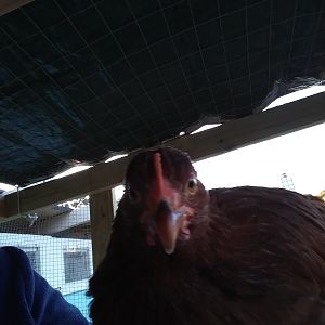 11-16-18 - Chicken Selfie 1